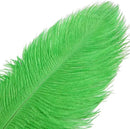 THARAHT Green Ostrich Feathers 12pcs Large Natural Bulk 16-18Inch 40cm-45cm for Wedding Party Centerpieces Mardi Gras and Home Decoration Feathers by CozyNest Decor