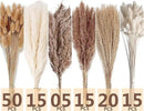 Dried Pampas Grass Decor, 120 PCS Pampas Grass with Bunny Tails Dried Flowers, Reed Grass Bouquet for Wedding, Boho Flowers, Home Table Decor, Rustic Farmhouse Party (White and Brown) by CozyNest Decor