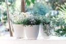 GARDENIX DECOR Self Watering Pots for Indoor Plants 3 Pack - Flower Pot with Water Level Indicator for Plants, Grow Tracking Tool - Self Watering Planter Plant Pot - Coco Coir - White by GreenHaven Gardens
