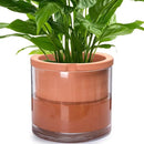 Phoenix Vine 10 Inch Self Watering Planter, White Terracotta Pot for Plants, Indoor Cylinder Terra Cotta Pot with Glass Vase by GreenHaven Gardens