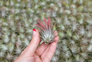5 Pack Ionantha Air Plants Live Tillandsia Succulent Air Plant - Available in Wholesale and Bulk - Home and Garden Decor - Easy Care Indoor and Outdoor Plants Holders by GreenHaven Gardens