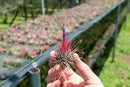 12 Pack Air Plants Ionantha Mexican-Colors and Shape Varies Due to Seasonality-Live Tillandsia Succulent for House Air Plants Holder-Available in Wholesale and Bulk-Easy Care Indoor and Outdoor Plants by GreenHaven Gardens