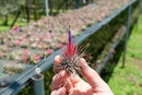 25 Pack Air Plants Assorted Tillandsia Ionantha - Live Succulent House Plants - Available in Wholesale and Bulk - Home and Garden Decor - Easy Care Indoor and Outdoor Plants by GreenHaven Gardens
