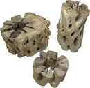 3 Natural Cholla Wood Air Plant Display Holders Tiered 1, 2 & 3 inch Individually Unique Round Decorative Stands by GreenHaven Gardens