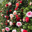 100+ Rose Seeds: 16 Blue Red Pink Yellow Heirloom Varieties for Colorful Perennial Shrubs by GreenHaven Gardens