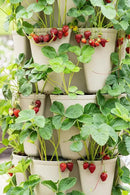 Greenstalk Patented Large 5 Tier Vertical Garden Planter with Patented Internal Watering System Great for Growing a Variety of Strawberries, Vegetables, Herbs, & Flowers (Stunning Stone) by GreenHaven Gardens