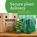 Bonnie Plants Strawberry, Live Plant, 19.3 oz. (4-Pack) by GreenHaven Gardens