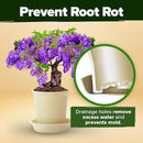 Bonsai Tree Kit - Gifts for Men & Women - Grow 4 Bonsai Trees - Unique Gardening Crafts for Adults, DIY Hobbies for Plant Lovers & Gardeners - Unusual Christmas Gift Ideas for Mom & Dad by GreenHaven Gardens