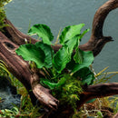 Live Jungle Plants - Anubias Emerald Bloom (Anubias barteri) - Compact Epiphytic Rhizome Plant for Midground Freshwater Aquascapes, Emerald Green Accent - Pot by GreenHaven Gardens