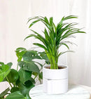 Phoenix Vine 6.5 Inch Self-Watering Planter Pot with Terracotta Insert, Deep Water Reservoir, and Ceramic-Alike BPA-Free Plastic Pot for Plant, Modern Planter for Houseplants, White, 53-A-S-1 by CozyNest Decor