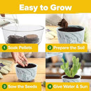 HOME GROWN Deluxe Succulent & Cactus Seed Grow Kit - Complete Indoor Plant Kit with Cactus Seeds, Potting Soil, Ceramic Pots, Drip Trays, and Grow Guide for Plant Enthusiasts by GreenHaven Gardens