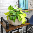 Plentiful Pothos & Philodendron (6-Pack), Pothos Live Plant Decor, Office Plants, Real Plants, Easy Indoor Plant, House Plants Indoors Live Plants Indoor Plants Live Houseplants by Plants for Pets by GreenHaven Gardens