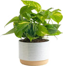 Costa Farms Golden Pothos Live Plant, Easy Care Indoor House Plant in Modern Decor Planter Pot, Potting Soil, Natural Air Purifier Houseplant, Housewarming Gift, Home Decor, Room Decor, 10-Inches Tall by GreenHaven Gardens