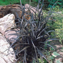 Pack 3 Fountain Grass Plants Live, 5-9 Inch Tall, Ornamental Grasses Live Plants Perennial, Well-Rooted Perennial Grass Clumps (Black Fountain Grass) by GreenHaven Gardens