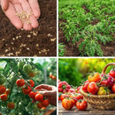 1,500+ Tomato Seeds, Heirloom Vegetable Seed for Planting Indoor Outdoor, 10 Varieties Salad Tomato Seeds Garden Hydroponic Kit, Non-GMO Home Hydroponic Fresh Food Veggie Supply by GreenHaven Gardens