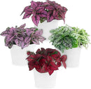 Polka Dot Plant Collection (4-Pack) - House Plants Indoors Live, Air Purifying Live Indoor House Plants, (Red, White, Rose, and Pink) Indoor Plants Live houseplants. by GreenHaven Gardens