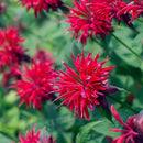 Park Seed Grow Your Own Vibrant Wildflower Garden Mixture, Perfect for Bees, Butterflies, and Hummingbirds, Panaroma Mix, Pack of 100 by GreenHaven Gardens