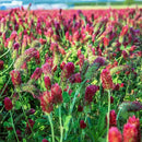 Crimson Clover Seeds (Coated) - 4 oz - Garden Cover Crop, Non-GMO, Open Pollinated, Perennial, Heirloom - Coated for Easy Planting by GreenHaven Gardens