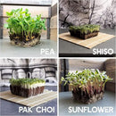 12 Variety Pack Microgreens Seeds Kit - Broccoli Seeds for Sprouting Plus Purple Radish Seeds, Beet, Sunflower Microgreens Seeds, Peas, Shiso, Cilantro, Beet, Pak Choi, Korean Shiso, Cress & More by GreenHaven Gardens