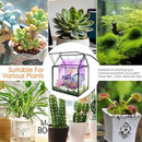 Plant Terrarium with Grow Light, Rifny Indoor House Shape Glass Terrarium Kit with Lid, Small Terrarium Jar Planter for Venus Fly Trap Succulent Live Air Plants Decor for Home Office (Without Plants) by GreenHaven Gardens