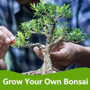 Bonsai Tree Kit, Bonsai Starter Kit with 4 Bonsai Tree Seeds, Tools & Planters, Bonsai Tree Live Plants Indoor, Gardening Gifts for Women Men Mom Father Plant Lover, Unique Christmas Gifts by GreenHaven Gardens