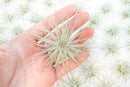 Air Plant Shop 5 Pack Rare Tectorum Ecuador Air Plants - Unique, Bright White, Nursery-Grown Tillandsia House Plant with Fuzzy Trichomes for Terrariums, Driftwood & Living Walls - Wholesale by GreenHaven Gardens