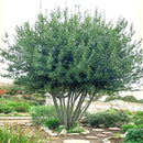 Mediterranean Bay Leaf, Bay Laurel Live Plant. Standard Variety - Laurus Nobilis. Live Plant. Fragrant, Fresh, Edible. Best for Ground Planting Outdoor. (2 Bay Laurel Plants in Sac) by GreenHaven Gardens