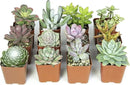 Altman Plants, Live Succulents Plants Live Houseplants (12PK), Succulents Live Plants Live House Plants Indoors Live, Live Cactus Plants Live Cacti Succulent Plants Live Indoor Plants Live Houseplants by GreenHaven Gardens