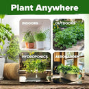HOME GROWN Cilantro Seeds 250 Calypso & 250 Santo Cilantro for Planting Indoors, Hydroponics or Aerogarden - Heirloom, Non-GMO, Santo Plant, for Your Indoor Herb Garden by GreenHaven Gardens
