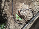 Rocky Mountain Goods Drip Irrigation Tubing - Heavy Duty Blank Drip Hose Ready for Custom Drip Irrigation Setup - Works with 1/4” Barbed Fittings - Black PVC - Easy to Use (100 Foot 1/4") by GreenHaven Gardens
