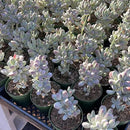 4-inch Succulent Cotyledon Orbiculata cv., Live Succulents Plants Fully Rooted in Pots with Soil, Easy-Care House Plants for DIY, Home Office Decoration by GreenHaven Gardens
