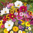 Eden Brothers Country Garden Flower Mixed Seeds for Planting, 1/4 lb, 120,000+ Seeds with Scarlet Flax, Cosmos Sensation | Attracts Pollinators, Plant in Spring or Fall, Zones 3, 4, 5, 6, 7, 8, 9, 10 by GreenHaven Gardens