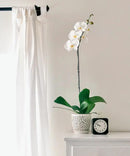 Elegant Orchid Pot with Holes, Large 6.5 inch Premium Porcelain Ceramic Orchid Pot for Repotting, Durable Ceramic Planter with Removable Saucer for Easy Drain, Planter Gifts for Moms by GreenHaven Gardens