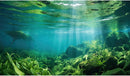 Under The Sea Fish Tank Background Aquatic Plants Deep Sea Aquarium Background Underwater Sunray Rock with Moss Terrarium Backgrounds Deep Ocean Floor Tropical Fish Tank Backgrounds 30x12in by GreenHaven Gardens