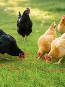 Mealworms Chicken Treats 2 Lbs with Handle Packing, High-Protein Promote Egg Production, Natural Chicken Feed for Laying Hens Wild Birds Ducks by GreenHaven Gardens