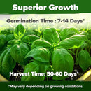 HOME GROWN 𝗨𝗦𝗔 𝗣𝗥𝗘𝗠𝗜𝗨𝗠 Genovese Basil Seeds Pack 1,750+ High Germination 𝗡𝗢𝗡-𝗚𝗠𝗢 Heirloom Seeds (Ocimum basilicum) Herb Seeds for Planting Indoor & Outdoor Gardening, for Culinary Use by GreenHaven Gardens