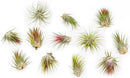 12 Pack Large Air Plants Tillandsia Ionantha Guatemala - Live Succulent House Plants - Available in Wholesale and Bulk - Home and Garden Decor - Easy Care Indoor/Outdoor Air Plant by GreenHaven Gardens