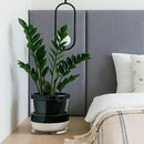 D'vine Dev 10 Inch Design Self Watering Planter for Indoor Plants, Black Terracotta Pot with Cylinder Glass Cup, 37-X-D-3 by GreenHaven Gardens
