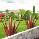 Enlarge Metal Plants Tequila Rustic Sculpture, Outdoor Patio Yard Home Decor Hand Painted Agave Garden Statue, Outdoor Lawn Ornaments Yard Stakes for Mom Gift (1 Big coppery) by GreenHaven Gardens