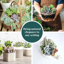 Shop Succulents Mini Succulent Plant Pack Collection - Live 2" Succulent Plants, Low Maintenance, Beautiful Colors & Textures - Wedding and Party Favors, Gift & Garden, Pack of 12 by GreenHaven Gardens