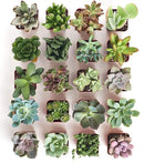 Shop Succulents Unique Succulent Plant Pack Collection - Live Mini Succulent Plants, Low Maintenance, Exceptional Colors & Textures - Wedding and Party Favors, Gift & Garden, Pack of 20 by GreenHaven Gardens