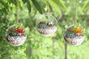 Ivolador Hanging Planter Glass Terrarium Container Air Plant Holder Succulents Globe Shape Home Garden Decor-4.7 Inches-3PCS by GreenHaven Gardens