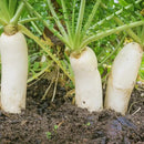 Outsidepride Annual Daikon Radish Seeds - 5 lbs. Chinese, Japanese, & Oriental Radish Seeds for Soil Health, Erosion Control, & Soil Aeration - Ideal for Gardens, Cover Crops, Pastures, & Food Plots by GreenHaven Gardens