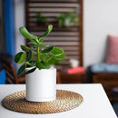 D'vine Dev 2 Pack 4.5 Inch Modern Plastic Plant Pots, Small Garden Planters for Plant with Drainage Holes and Saucers, White Color, 74-Z-F-1 by GreenHaven Gardens