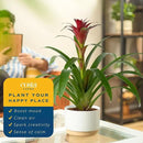 Costa Farms Blooming Bromeliad, Pink, Live Indoor Plant in Modern Decor Planter, Flowering Houseplant in Potting Soil, Birthday Gift, Housewarming Gift, Garden Gift, Room Decor, 1 Foot Tall by GreenHaven Gardens