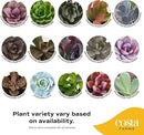 Costa Farms Live Succulent Plants (12-Pack), Mini Succulent Assortment Potted in Nursery Plant Pots, Grower's Choice Indoor Houseplants, Bulk Gift for Baby Shower, Wedding, Party, 2-Inches Tall by GreenHaven Gardens