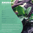 Anubias Live Aquarium Plants - Potted Freshwater Plant for Fish Tanks, Terrariums - Beginner Friendly Low Light (Barteri Broad Leaf, Mother Plant) by GreenHaven Gardens