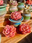 FWPP Live Succulents Plants Echeveria Snow Angel 2.5 inches,Rare red Succulents Bare Root Without Pot Soil, Live Plants Indoor Office Decoration Wedding and Gift by GreenHaven Gardens