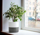 D'vine Dev 10 Inch Ceramic Planter Pot with Drainage Hole and Saucer, Indoor Cylinder Round Planter Pot, White/Speckled Grey, 94-O-E-6 by GreenHaven Gardens