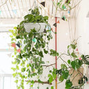 summer flower 12.59" Large Hanging Planters with Drainage Hole&Tray, Hanging Flower Pots Plastic Plant Hanger Holders Hanging Basket for Indoor Outdoor Home Garden Herb Succulent (Pack 3) by GreenHaven Gardens